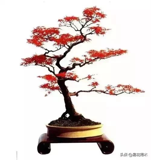 老子阴阳论数，双胆组合背后的哲理探究